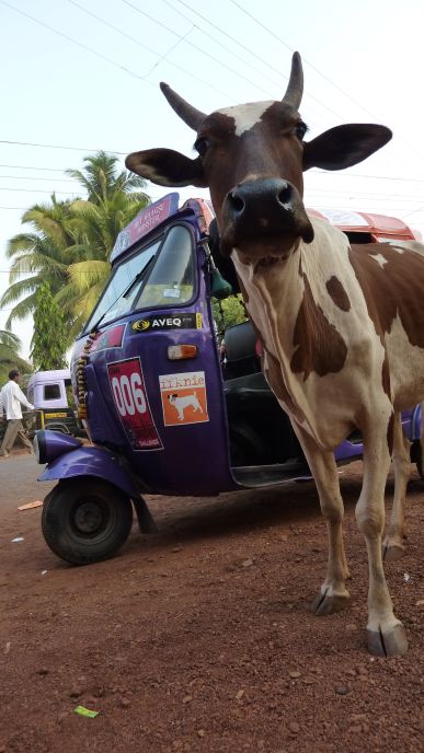 Heilige koe bij de tuktuk van team Het Haagse Monster (Bombay Challenge)